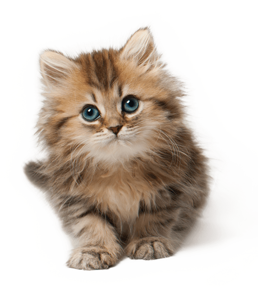 home page kitty